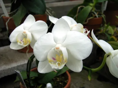 Phalaenopsis | Orchids Wiki | Fandom