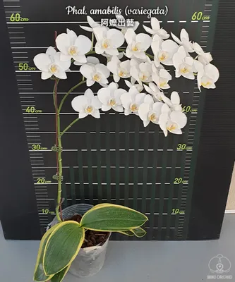 cyy4993: Moon Orchid [Orchidaceae] Phalaenopsis Amabilis 'Alain Brochart' 兰花
