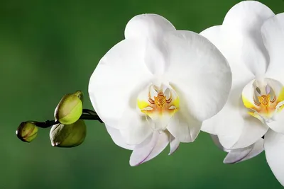 Pure Elegance: Phalaenopsis Amabilis Orchids for Your Home - Clickorchid  Online Store