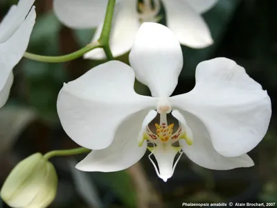 Orquídea Phalaenopsis amabilis: Flores que Trazem Sorte e Amor - Super  Universo das Plantas