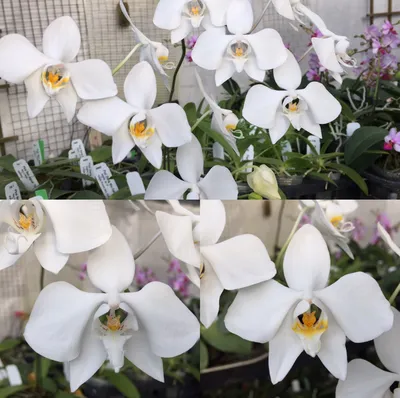 Phalaenopsis amabilis aurea x stobartiana - YouTube