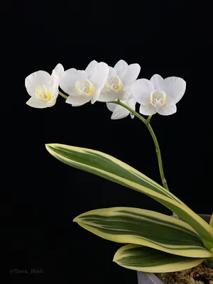 White Large 'Phalaenopsis amabilis' Orchid at home. | Flickr