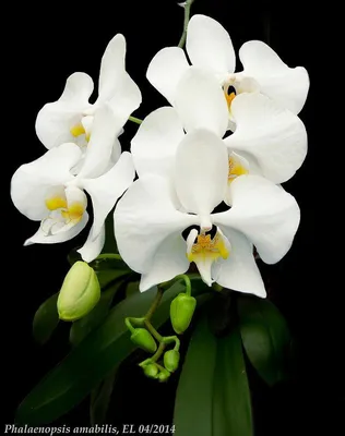 Phalaenopsis amabilis | Phalaenopsis orchid, Orchids, Phalaenopsis