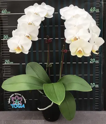 what type of subspecies of phalaenopsis amabilis (moth orchid) is this? is  it one of these three: p.a. amabilis, p.a. molucanna, or p.a. rosenstromii?  : r/orchids