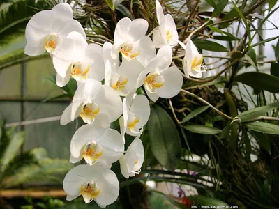 Phalaenopsis amabilis