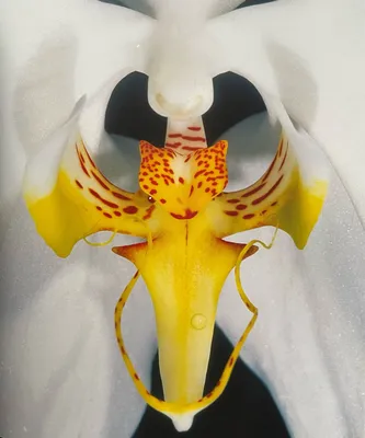 Красивый цветущий белый луна орхид или фаленопсис амабилис также известен  как анггрек булан и бабочка орхид Стоковое Фото - изображение насчитывающей  сво, известен: 158521758