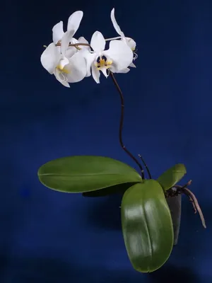 Phalaenopsis (amabilis x tetraspis C1) x tetraspis C1