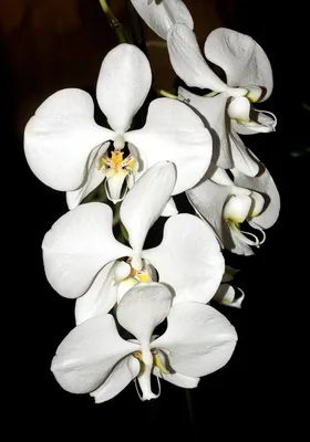 Phalaenopsis amabilis - Wikispecies