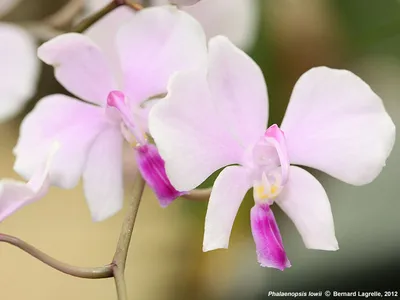 Photos de Phalaenopsis, contribution de Bernard Lagrelle