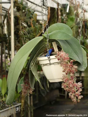 Photos de Phalaenopsis, contribution de Bernard Lagrelle