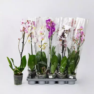 Купить Фаленопсис (орхидея) 12*70 1 ствол микс (Bernhard) оптом | Paeonia