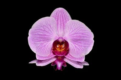 Пилора орхидея фаленопсис - 58 фото