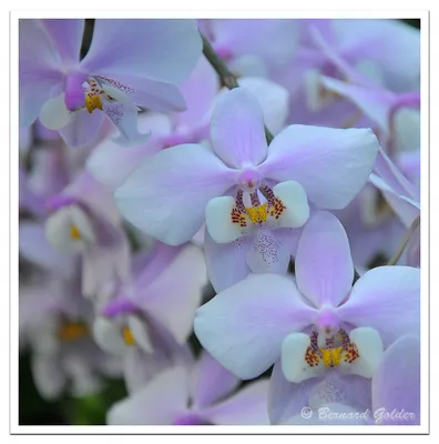 Orchids | Bernard Golder | Flickr