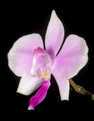 Phalaenopsis lowii - Wikipedia