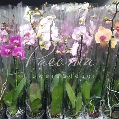 Купить Фаленопсис (орхидея) 12*70 1 ствол микс (Bernhard) оптом | Paeonia