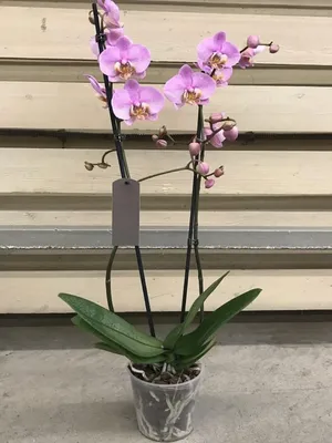 1️⃣ Орхидея Фаленопсис 2-ствольная Алматы – купить с доставкой!