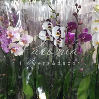 Купить Фаленопсис (орхидея) 12*55 1 ствол микс (Bernhard) оптом | Paeonia