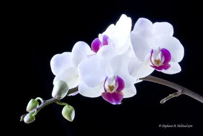 Крио орхидея - 66 фото