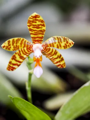 File:Phalaenopsis fasciata (20682826793).jpg - Wikimedia Commons