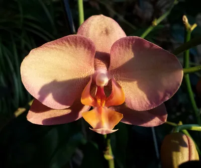 Phalaenopsis de Bernard | Mes orchidées