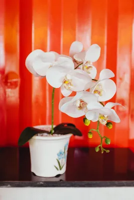 Растение орхидея фаленопсис: как выглядит и как ухаживать