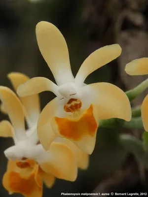 Photo : Bernard Lagrelle | Phalaenopsis, Orchids, Plants