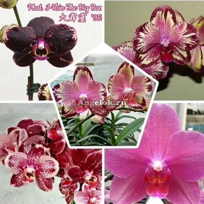 Фаленопсис Биг Бенг (Phalaenopsis I-Hsin The Big Bang) Тайвань — купить в  интернет-магазине Ангелок