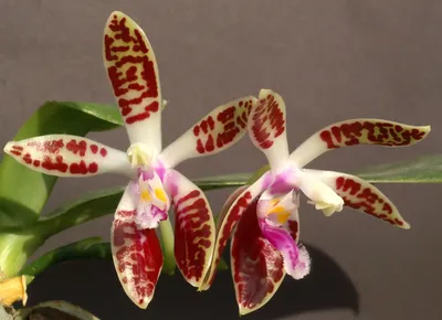 OrchidGarden - Phalaenopsis Hatuyuki | Facebook