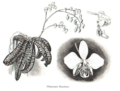 Phalaenopsis corningiana — Вікіпедія