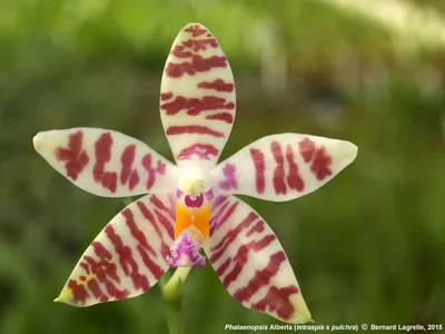 File:Orchid-world.jpg - Wikimedia Commons