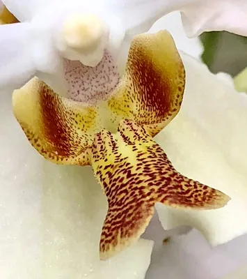 Phalaenopsis de Bernard | Mes orchidées