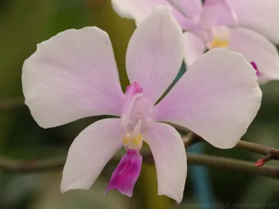 Photos de Phalaenopsis, contribution de Bernard Lagrelle