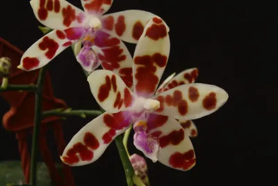 Орхидея астрид (37 фото) - 37 фото