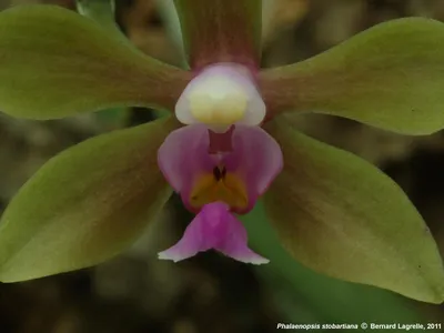 Bulbophyllum phalaenopsis | Orchids Forum