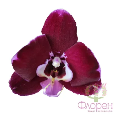 orchids | Erin Bernard | Flickr