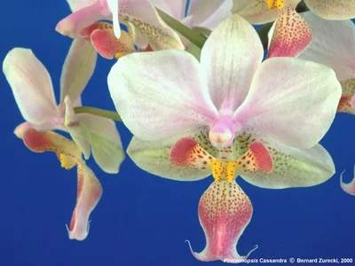 Phalaenopsis Cassandra | Phalaenopsis, Flower images, Orchids