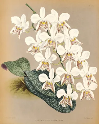 орхидея Биг Бен – купить в Южно-Сахалинске, цена 1 600 руб., продано 4  апреля 2019 – Растения и семена