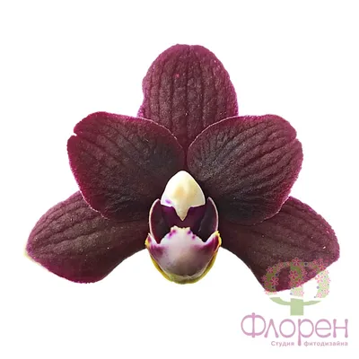 11.5” Artificial Real Touch Phalaenopsis Orchid Arrangement with Vase |  Nearly Natural