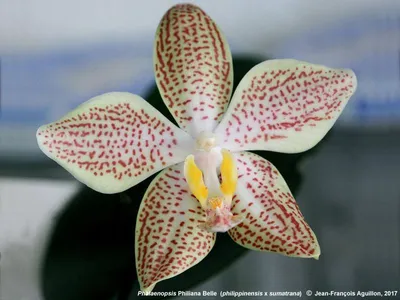 Красивые орхидеи (39 фото) - 39 фото