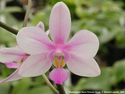 Phalaenopsis Maria-Theresia Berod