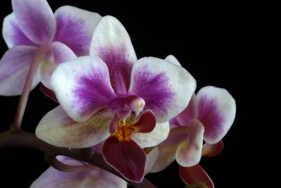 For the Love Of Orchids | London Floral Design | Neill Strain | – Neill  Strain Floral Couture