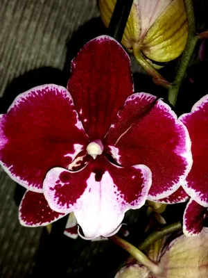 Phalaenopsis Christine Magro