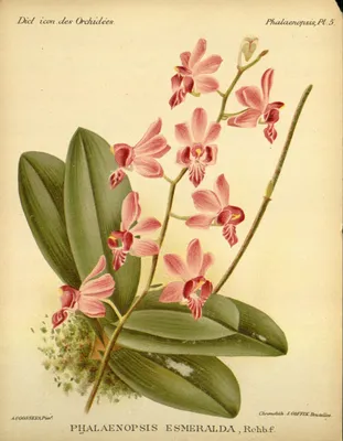 Сого готрис орхидея - 69 фото