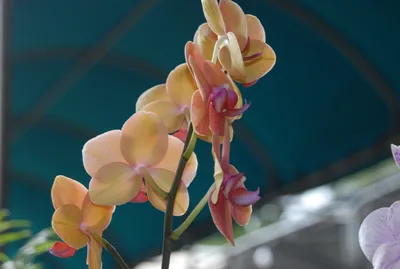 Phalaenopsis wilsonii | Slippertalk Orchid Forum