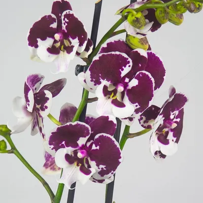 Phalaenopsis venosa - Wikipedia