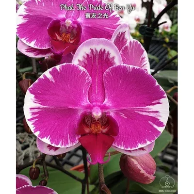 Орхидея Phal. The Pride Of Ben Yu - купить, доставка Украина