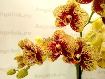 Фаленопсис Чармер (Phalaenopsis Charmer) — купить в интернет-магазине  Ангелок