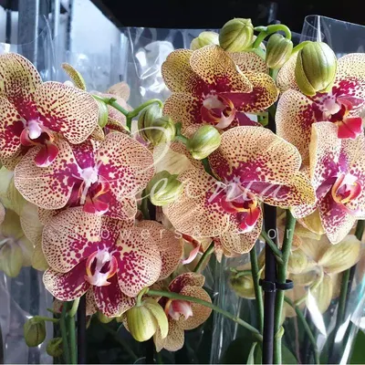 Чармер | Rare orchids, Beautiful orchids, Beautiful flowers