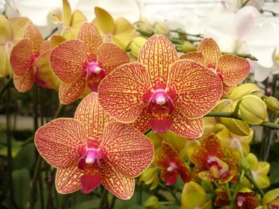 Phalaenopsis KV Charmer