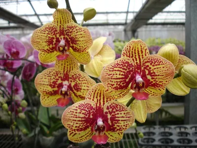 Dtps. (Taiwan George x KV Charmer) 'Morning Sun' PHALAENOPSIS ORCHIS  FLORICULTURING INC.